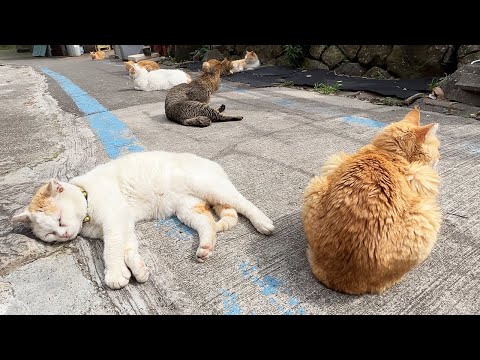 Exploring Japan’s Cat Island! A Peaceful Island Full of Cats🐈