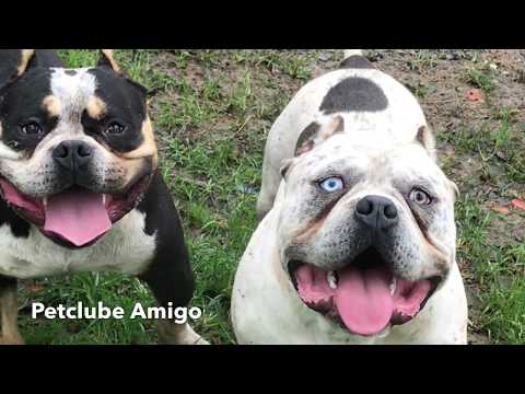 PETCLUBE AMIGO AMICHETTI American Bully Treinamento Alimentação Cuidados Exercícios Bully Fitness Cães Alegres Bem Tratados