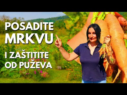 IT'S NOT TOO LATE FOR CARROTS: Planting Carrots and Protection from Snails