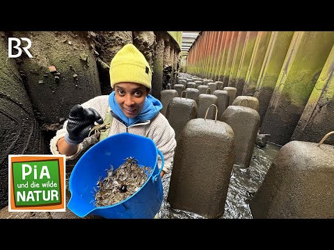 Elbmündung · Wo die Fische Treppen steigen | Reportage für Kinder | Pia und die wilde Natur | BR