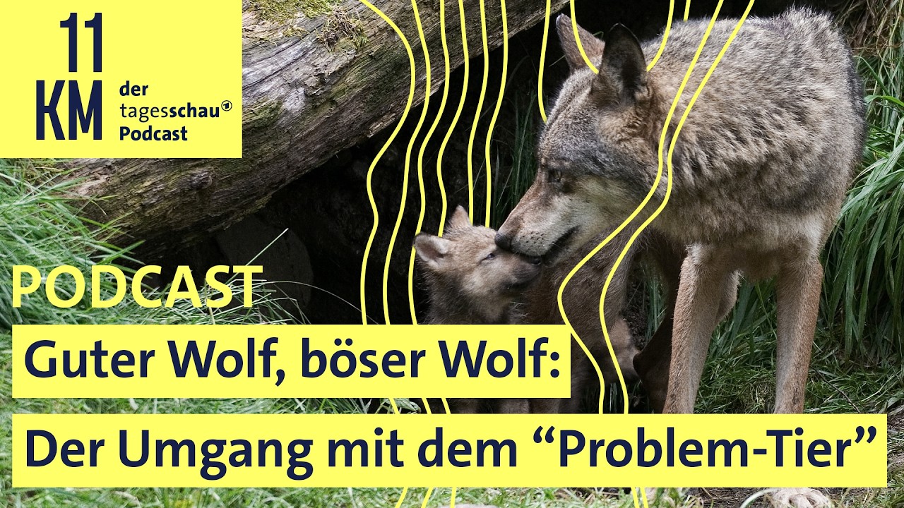 Guter Wolf, böser Wolf: Der Umgang mit dem "Problem-Tier" I 11KM - der tagesschau-Podcast