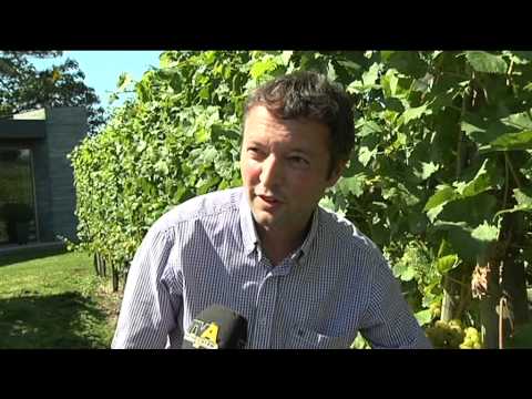 Die Auswirkungen des regenreichen Sommers auf die Ernte: Wein