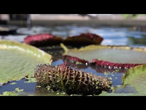 園芸 巨大なスイレン、アマゾンのビクトリア