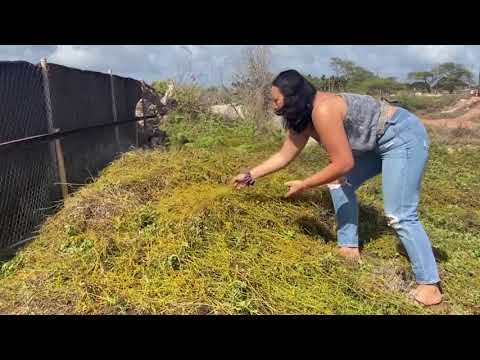 Mahina Minute: Lāʻau phases