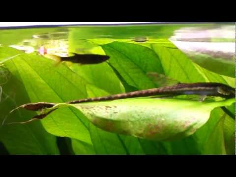 Copella arnoldi 2011-10-07