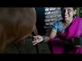 Milking Goat S Vlog