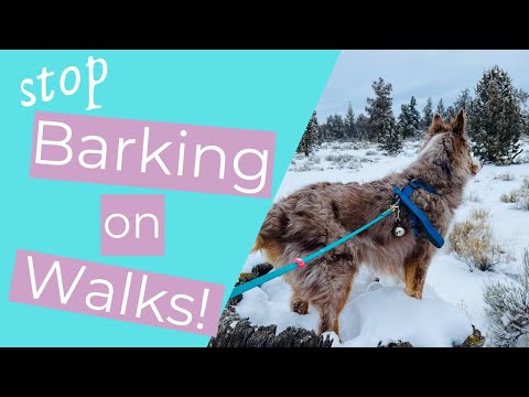 How to get your dog to stop barking on walks (Help! My dog is reactive to other dogs and people!)
