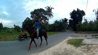 preview picture of video 'Come Endurance Horse @Lancang Kuning Stable Pekanbaru Indonesia'