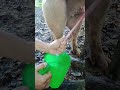 BOAR SEMEN BABOY