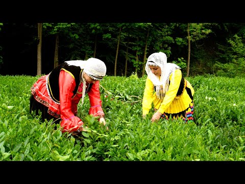 Harvesting and Drying Tea in the Village: The Story of Persian Tea