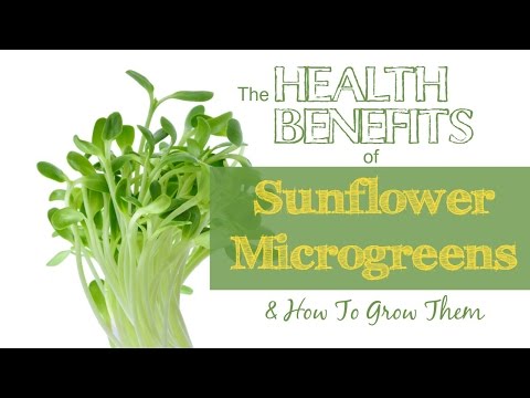 The Health Benefits of Sunflower Microgreens & How To Grow Them