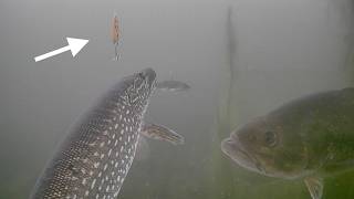 Ice Fishing 5 of DIAMONDS For NORTHERN PIKE and BASS with Underwater Camera!