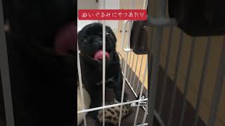 #犬 #cute #パグ #pug #dog #可愛い #いぬのいる生活