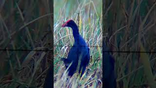 Download lagu Burung mandar biru || Berburu burung mandar mp3 Download lagu Burung mandar biru || Berburu burung mandar mp3