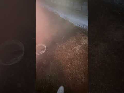 なぜニンニクを植物に入れるのでしょうか？祖母が庭での6つの意外な使い方を教えてくれました  庭園