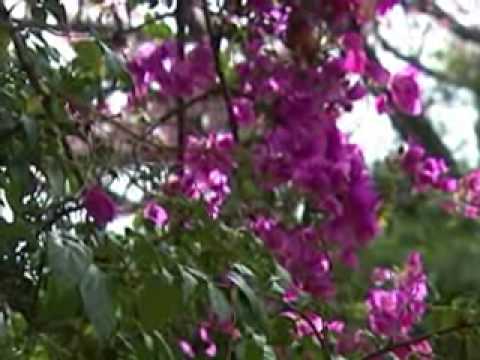 Programa Neusa Bighetti exibido no dia 04/04/2010 - Abertura