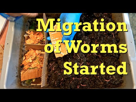 Worm migration started in 159-day red wiggler bin - vermicomposting