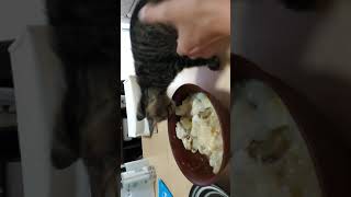 飼い主の飯を奪おうとする保護猫