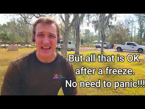 What to do when you have freeze/frost damage to St. Augustine grass. (Winter Recovery)