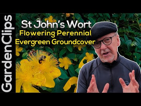 Johanniskraut Bodendecker Hypericum calycinum - Bestäuberfreundlich blühender immergrüner Bodende...