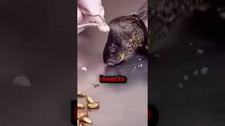 ¿Qué pasa si una tortuga se infesta de larvas? 🧐💀
