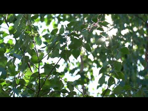 Солнечный летний день. Солнце светит сквозь качающиеся на ветру ветки берёзы