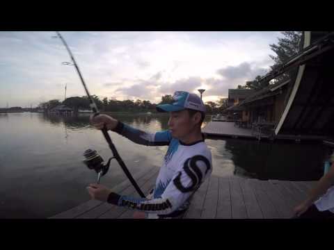 Bungsamran Fishingpark  Mekong catfish 2015.5.16