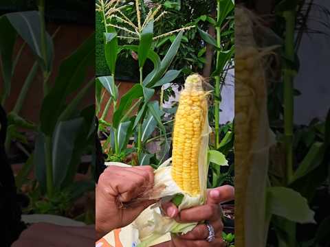 Optimal Planting Techniques for Success 🌽 #shorts #farmingontherocks