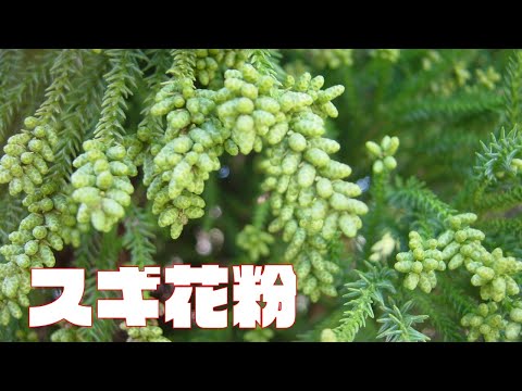 Nannosciurus melanotisについて詳しく解説