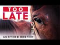 Over 30 Rescued From Slaughter! | Horse Shelter Heroes S3E31
