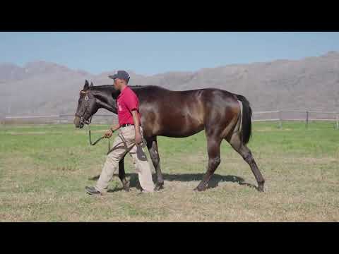 Lot 141 – On Captain Side x Querari