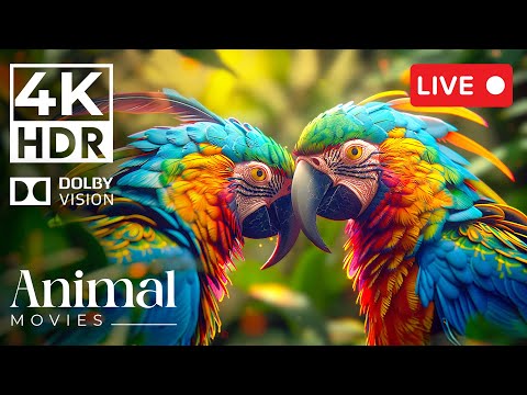 [4K HDR Dolby Vision] Wildlife Movies Cinematic Sound ~ 24/7 (Animal Colorful Life)