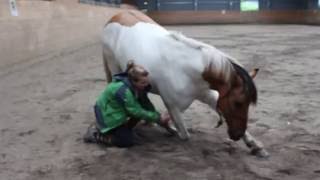 preview picture of video 'Teaching my horse to lay down'