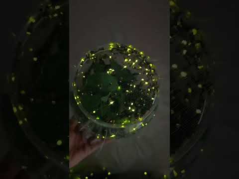 Magical Firefly Glow 🧚