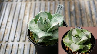 [品種紹介] 多肉植物 Agave potatorum variegata [アガベ ポタトラム バリエガータ 王妃雷神]