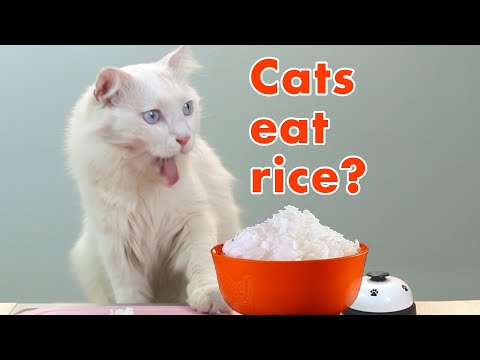 Can Cats Eat Rice? - YouTube