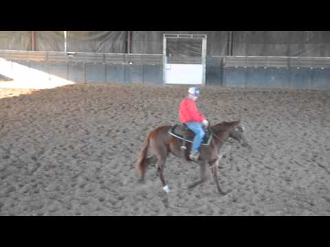 SDP Buffalo Ranch - SDP Hy Jane (2014 Filly)