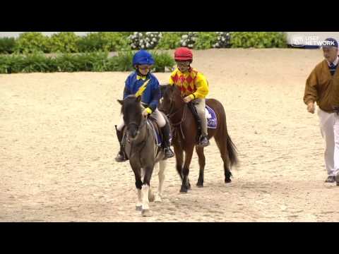 Shetland Pony Race!