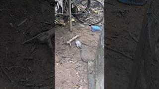 Download lagu Snake Attack on My Chicks! 😱 #farmlife mp3 Download lagu Snake Attack on My Chicks! 😱 #farmlife mp3