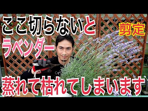 庭からキッチンまで:ラベンダーを使ったアイデア 植物