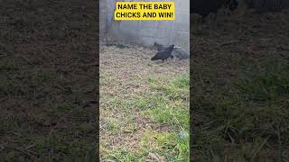 Name The Chicks And #win  #fun  #chicken #backyardchickens  #update #news #birds  #home
