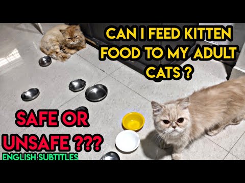 Feeding kitten food to adult cat or adult cat food to kitten safe ?????