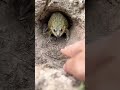 Frog Attack On Me My Mega Vlogs Hip Hip