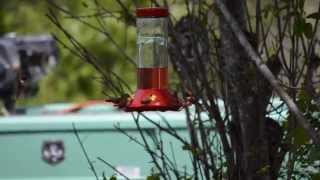 Hummingbirds at Wilderness Gateway Campground