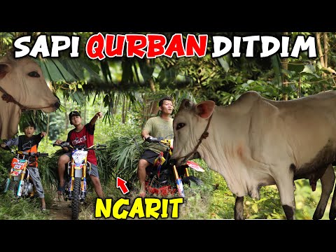 THANK GOD, DITDIM CAN BUY QURBAN COWS, DITDIM LOOKS FOR GRASS USING A TRAIL