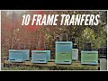 HONEY BEE TRANSFER | From Nucs to 10 Frame Boxes