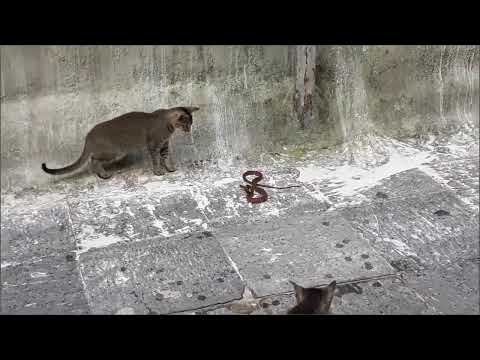 cat vs snake बिरालो र सर्प को भीदन्त