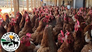 Tour with Owner Carmine @Carm’s Farm – Huge Petting Zoo, Veggie Picking, Corn Maze, Zip Line, & more