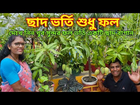 Nothing else, just fruit on the roof / Rooftop fruit Garden overview in Kolkata /