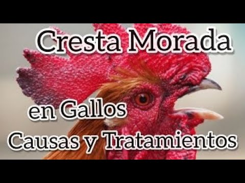 , title : 'CRESTA MORADA EN GALLOS CAUSAS Y TRATAMIENTOS'
